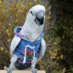 Avian Fashions Hoodie - Monet (CLEARANCE SPECIAL)